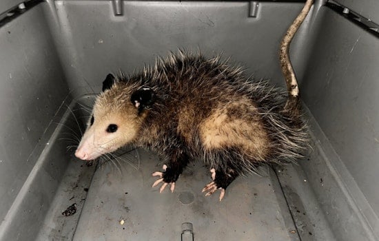 Opossum Incursions at Honolulu Harbor Prompt Swift Action by Hawaii Agriculture Inspectors