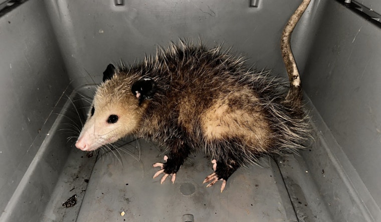 Opossum Incursions at Honolulu Harbor Prompt Swift Action by Hawaii Agriculture Inspectors