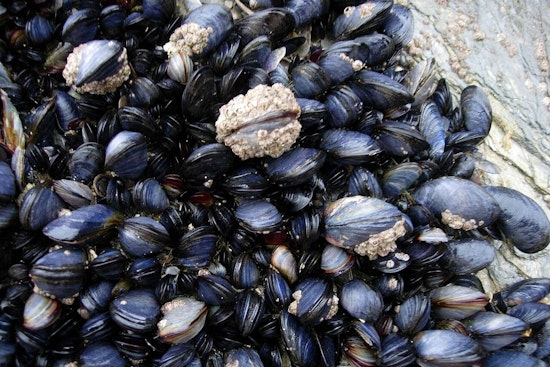 Oregon Coast Opens for Mussel Harvesting from Cascade Head to California Border Amid Shellfish Safety Monitoring