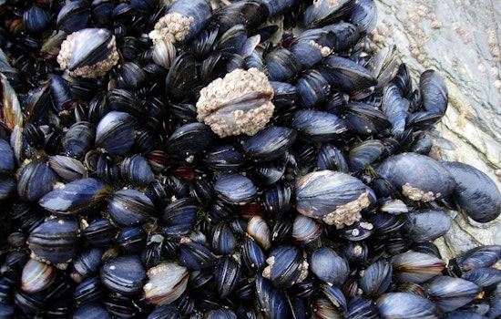Oregon Coast Opens for Mussel Harvesting from Cascade Head to California Border Amid Shellfish Safety Monitoring