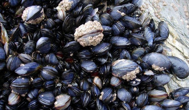 Oregon Coast Opens for Mussel Harvesting from Cascade Head to California Border Amid Shellfish Safety Monitoring