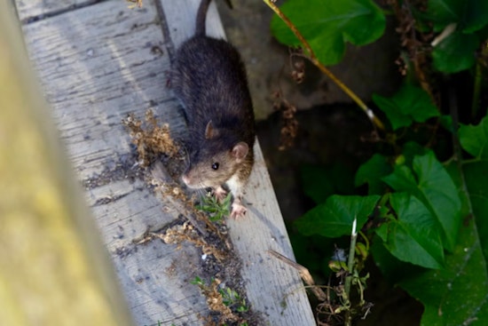 Orkin's 2025 Report Reveals Top U.S. Cities for Rodent Activity and Changes in Urban Rat Populations