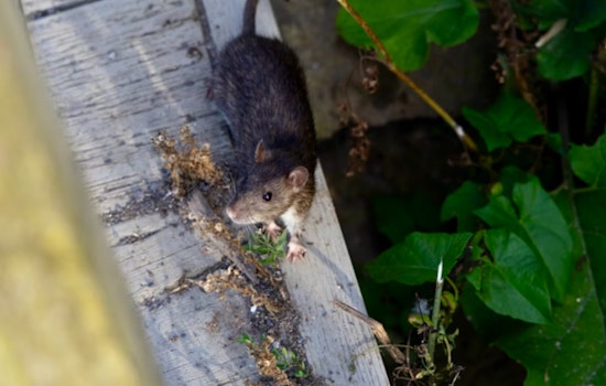 Orkin's 2025 Report Reveals Top U.S. Cities for Rodent Activity and Changes in Urban Rat Populations
