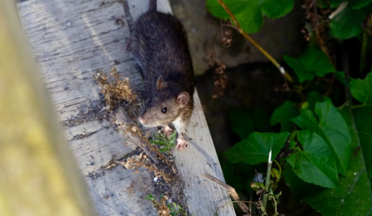 Orkin's 2025 Report Reveals Top U.S. Cities for Rodent Activity and Changes in Urban Rat Populations