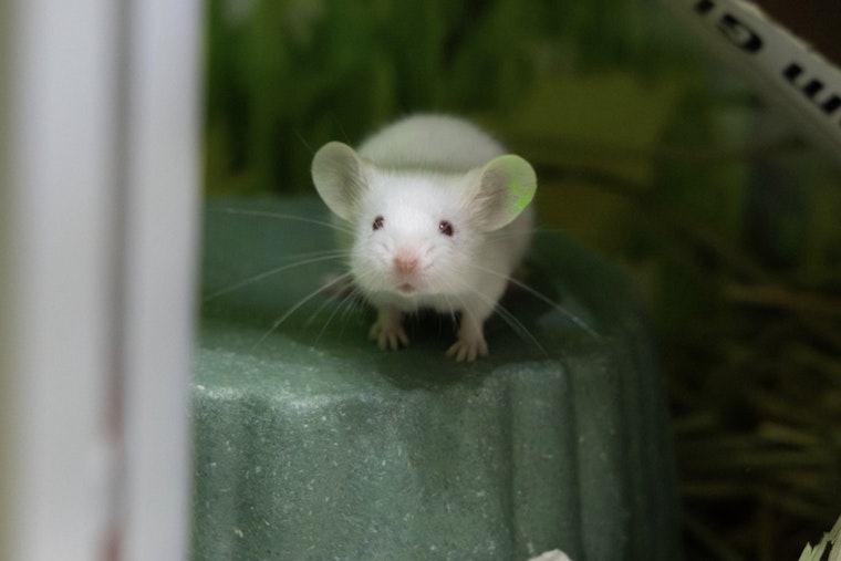Pasadena Humane Rescues Nearly 100 Pets from Arcadia Home in Major Small-Animal Hoarding Case