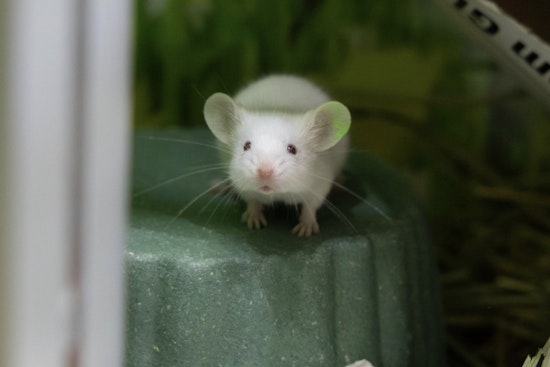 Pasadena Humane Rescues Nearly 100 Pets from Arcadia Home in Major Small-Animal Hoarding Case