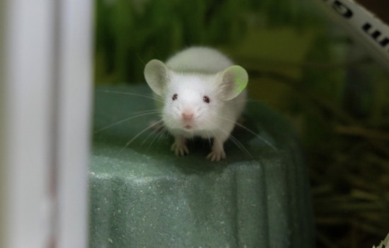 Pasadena Humane Rescues Nearly 100 Pets from Arcadia Home in Major Small-Animal Hoarding Case