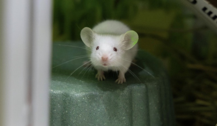 Pasadena Humane Rescues Nearly 100 Pets from Arcadia Home in Major Small-Animal Hoarding Case
