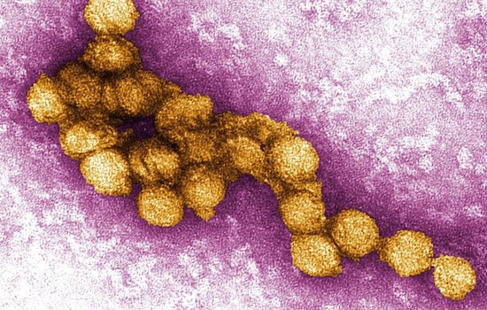 Pasadena Reports First Human Case of West Nile Virus in 2025; Health Officials Advocate Prevention
