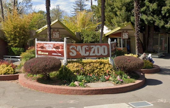 Peppermint Patty Delivers Five Capybara Pups At Sacramento Zoo