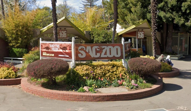 Peppermint Patty Delivers Five Capybara Pups At Sacramento Zoo