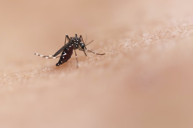 Phoenix Residents Swamped by Unprecedented Mosquito Infestation Following Monsoon Rains