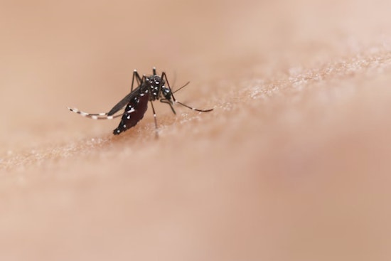 Phoenix Residents Swamped by Unprecedented Mosquito Infestation Following Monsoon Rains