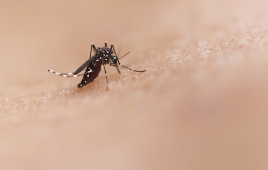 Phoenix Residents Swamped by Unprecedented Mosquito Infestation Following Monsoon Rains