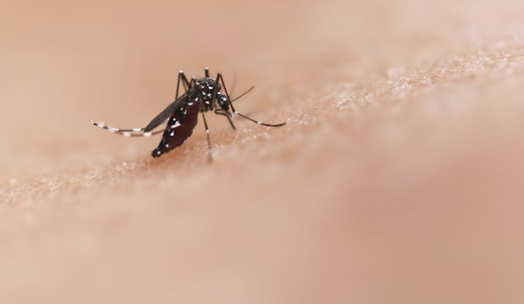Phoenix Residents Swamped by Unprecedented Mosquito Infestation Following Monsoon Rains