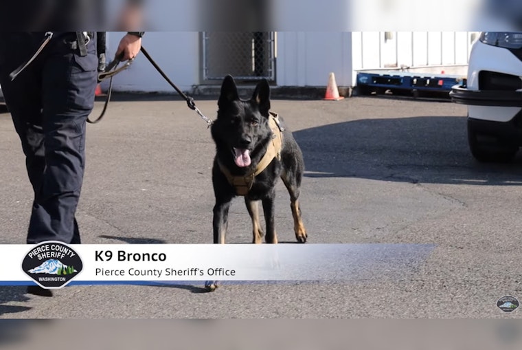 Pierce County Sheriff's Department Welcomes K9 Bronco to Their Four-Legged Force