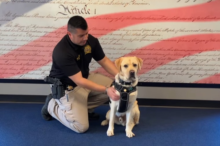 Pierce County Sheriff's Office Welcomes Labrador Retriever 'Everest' as Dual-Role Wellness K9