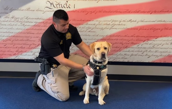 Pierce County Sheriff's Office Welcomes Labrador Retriever 'Everest' as Dual-Role Wellness K9