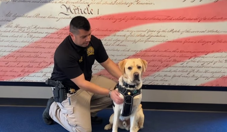 Pierce County Sheriff's Office Welcomes Labrador Retriever 'Everest' as Dual-Role Wellness K9
