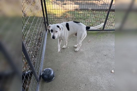 Pigeon Forge Police Seek Public's Help to Reunite Lost Dog with Owner