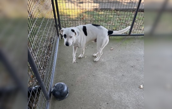 Pigeon Forge Police Seek Public's Help to Reunite Lost Dog with Owner