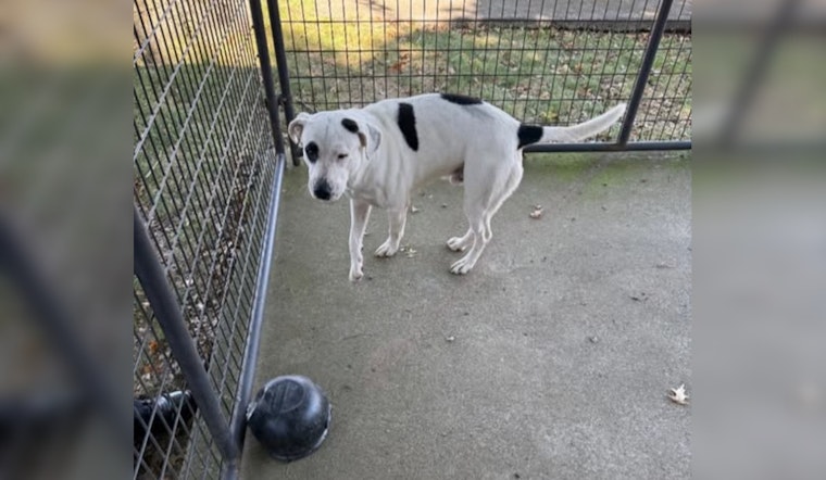 Pigeon Forge Police Seek Public's Help to Reunite Lost Dog with Owner