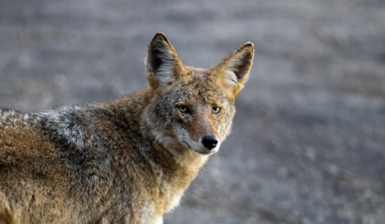Pinecrest Family's Dog Attacked by Coyote in Own Backyard, Security Footage Spurs Community Alert