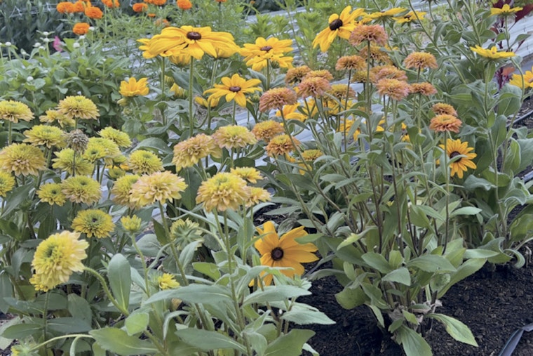 Placer County Agriculture Flourishes with Record $111 Million in Crop and Livestock Values