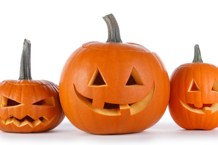 Plymouth's Pumpkin Drop: Residents Invited to Feed Farm Animals and Promote Sustainability Post-Halloween