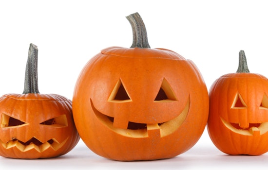 Plymouth's Pumpkin Drop: Residents Invited to Feed Farm Animals and Promote Sustainability Post-Halloween