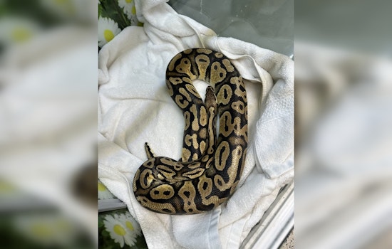 Python Found in Monrovia In-N-Out Drive-Thru, Pasadena Humane Society Seeks Owner