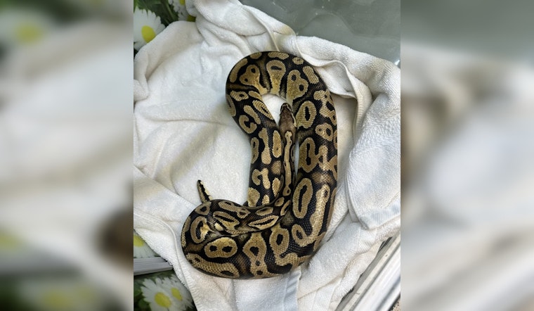 Python Found in Monrovia In-N-Out Drive-Thru, Pasadena Humane Society Seeks Owner