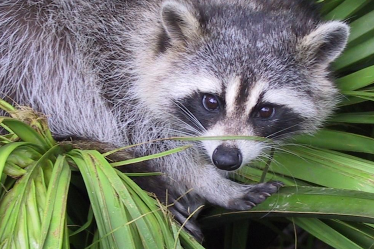Rabies Alert Issued in Harford County as Raccoon Tests Positive on East Jarrettsville Road, Forest Hill