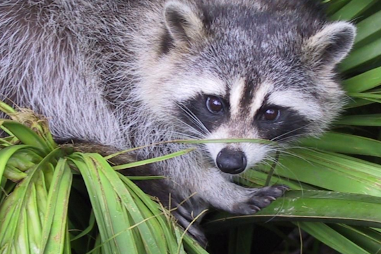 Rabies Alert Issued in Harford County as Raccoon Tests Positive on East Jarrettsville Road, Forest Hill