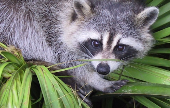 Rabies Alert Issued in Harford County as Raccoon Tests Positive on East Jarrettsville Road, Forest Hill