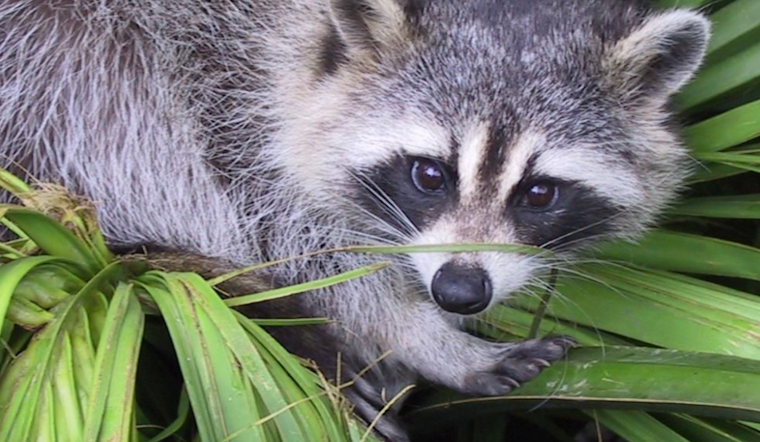 Rabies Alert Issued in Harford County as Raccoon Tests Positive on East Jarrettsville Road, Forest Hill