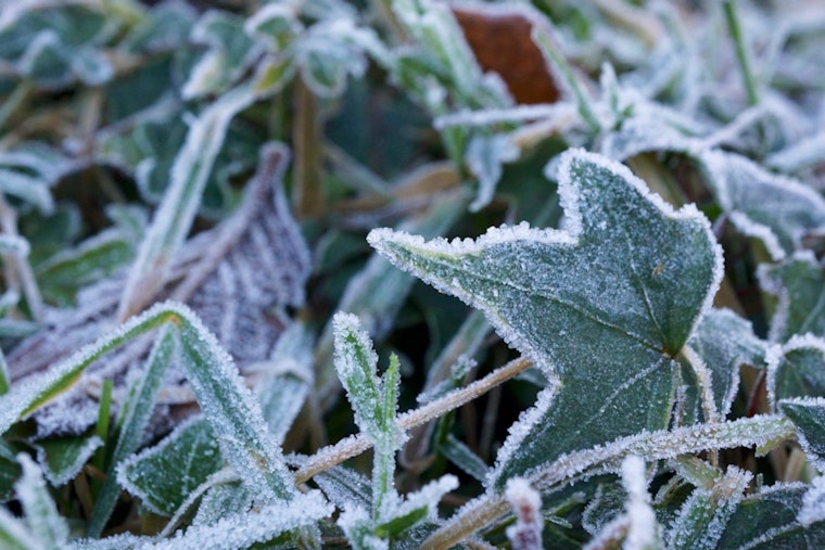 Raleigh Residents Enjoy Sunshine with Frost Advisory on the Weekend Horizon