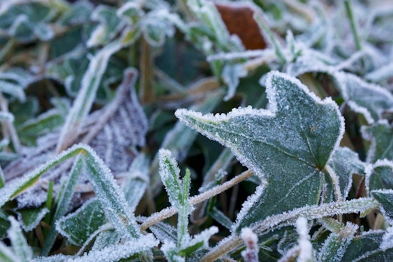 Raleigh Residents Enjoy Sunshine with Frost Advisory on the Weekend Horizon