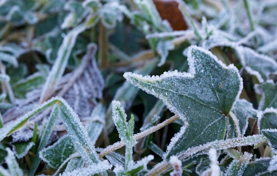 Raleigh Residents Enjoy Sunshine with Frost Advisory on the Weekend Horizon