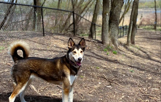Ramsey County Invites Public Input on Phase 2 of Dog Park Improvements at Otter Lake and Rice Creek