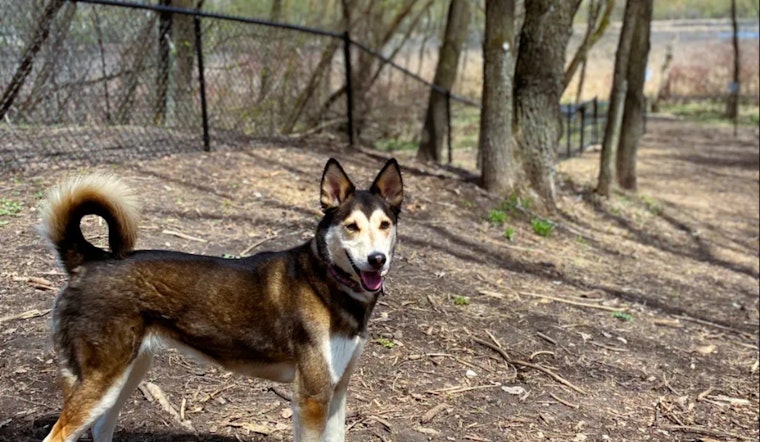 Ramsey County Invites Public Input on Phase 2 of Dog Park Improvements at Otter Lake and Rice Creek