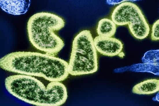 Revolutionary "Enterololin" Antibiotic from MIT and McMaster Shields Gut Microbes While Fighting Disease