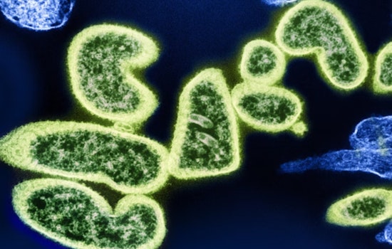 Revolutionary "Enterololin" Antibiotic from MIT and McMaster Shields Gut Microbes While Fighting Disease