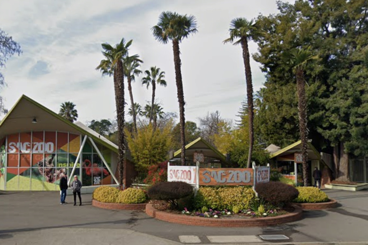 Sacramento Zoo Celebrates FirstEver Birth of Endangered Okapi Calf