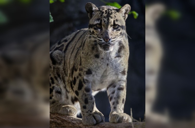 Sacramento Zoo Mourns Loss of Beloved Clouded Leopard Serai After Health Struggles