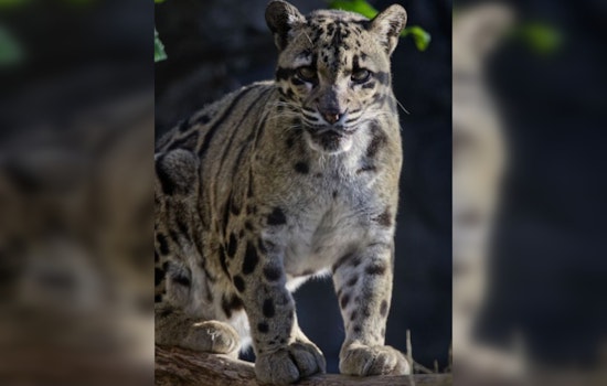 Sacramento Zoo Mourns Loss of Beloved Clouded Leopard Serai After Health Struggles