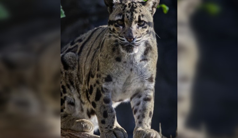 Sacramento Zoo Mourns Loss of Beloved Clouded Leopard Serai After Health Struggles