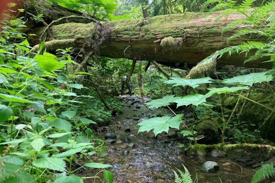 Sammamish Advances George Davis Creek Fish Passage Project, Aims to Revitalize Salmon Habitats by Summer 2026
