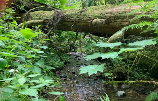 Sammamish Advances George Davis Creek Fish Passage Project, Aims to Revitalize Salmon Habitats by Summer 2026