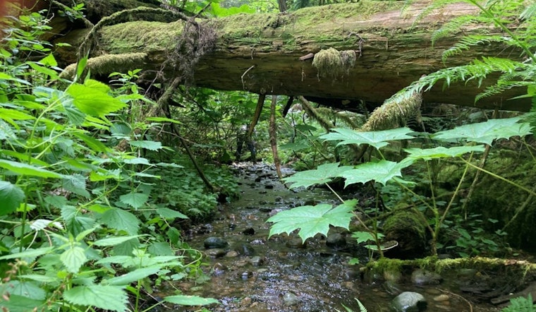Sammamish Advances George Davis Creek Fish Passage Project, Aims to Revitalize Salmon Habitats by Summer 2026